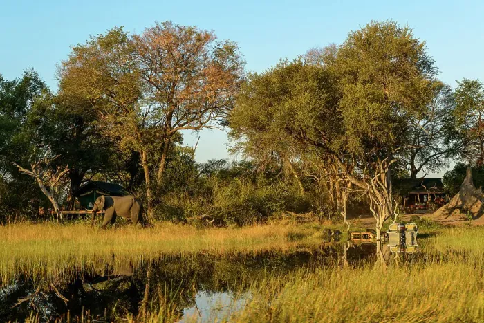 Framed Print : African Horseback Safaris camp and African Bush Elephant (Loxodonta africana)