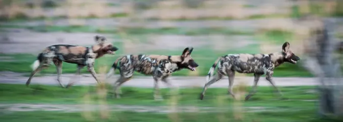 Framed Print : African Hunting Dogs or Painted Hunting Dogs (Lycaon pictus) Framed Print : African Hunting Dogs or Painted Hunting Dogs (Lycaon pictus)