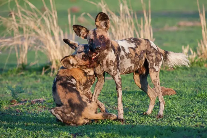 Framed Print : African Hunting Dogs or Painted Hunting Dogs (Lycaon pictus) playing / greeting Framed Print : African Hunting Dogs or Painted Hunting Dogs (Lycaon pictus) playing / greeting