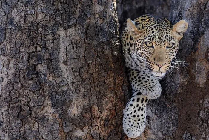 Framed Print : African leopard (Panthera pardus pardus) female in a tree Framed Print : African leopard (Panthera pardus pardus) female in a tree