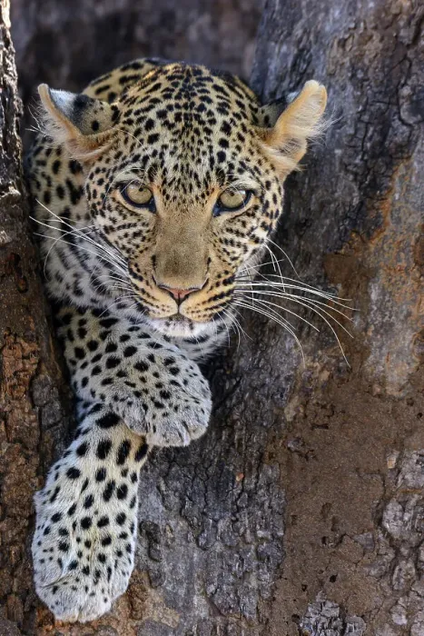Framed Print : African leopard (Panthera pardus pardus) female in a tree