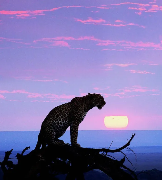Framed Print : African leopard at sunset, Masai Mara, Kenya Framed Print : African leopard at sunset, Masai Mara, Kenya