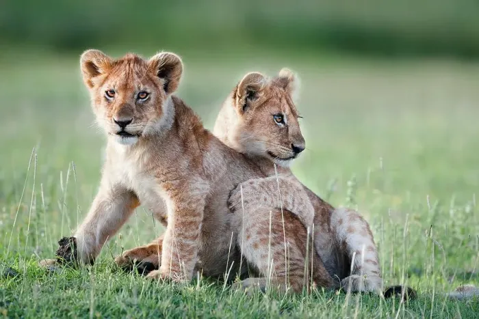 Framed Print : African lion cubs (Panthera leo) playing at Big Marsh