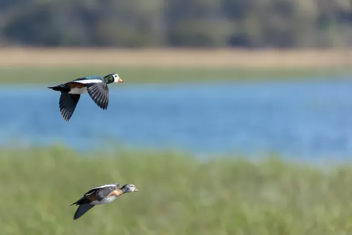 Framed Print : African pygmy goose (geese) (Nettapus auritus) in flight Framed Print : African pygmy goose (geese) (Nettapus auritus) in flight