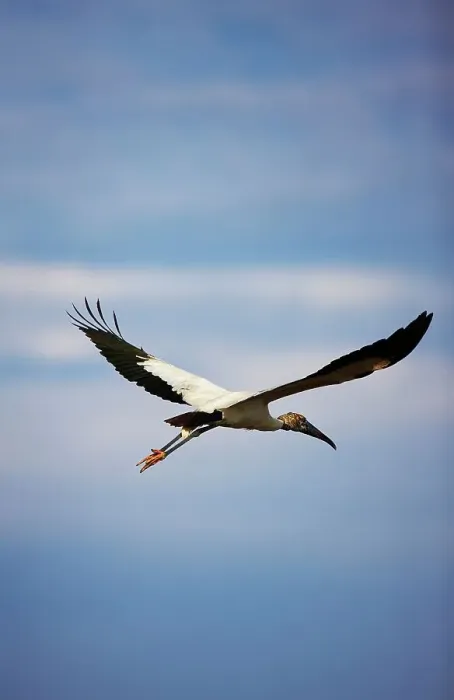 Framed Print : African Sacred ibis (Threskiornis aethiopicus) in flight