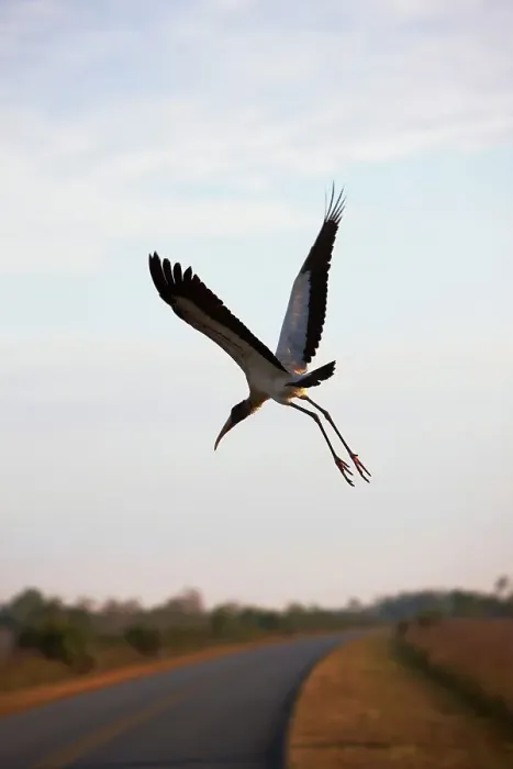 Framed Print : African Sacred ibis (Threskiornis aethiopicus) flying over main park road Framed Print : African Sacred ibis (Threskiornis aethiopicus) flying over main park road