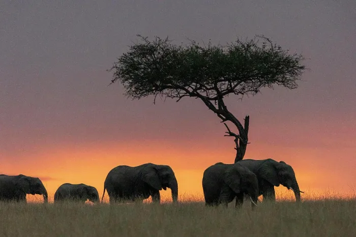 Framed Print : African Savannah Elephants or Savannah Elephants (Loxodonta africana) Framed Print : African Savannah Elephants or Savannah Elephants (Loxodonta africana)