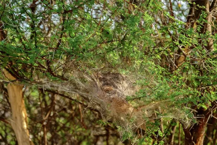 Framed Print : African Social Spider (Stegodyphus dumicola) communal web