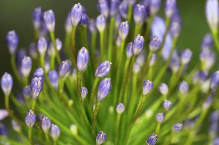 Framed Print : Agapanthus, close-up of the flower buds Framed Print : Agapanthus, close-up of the flower buds