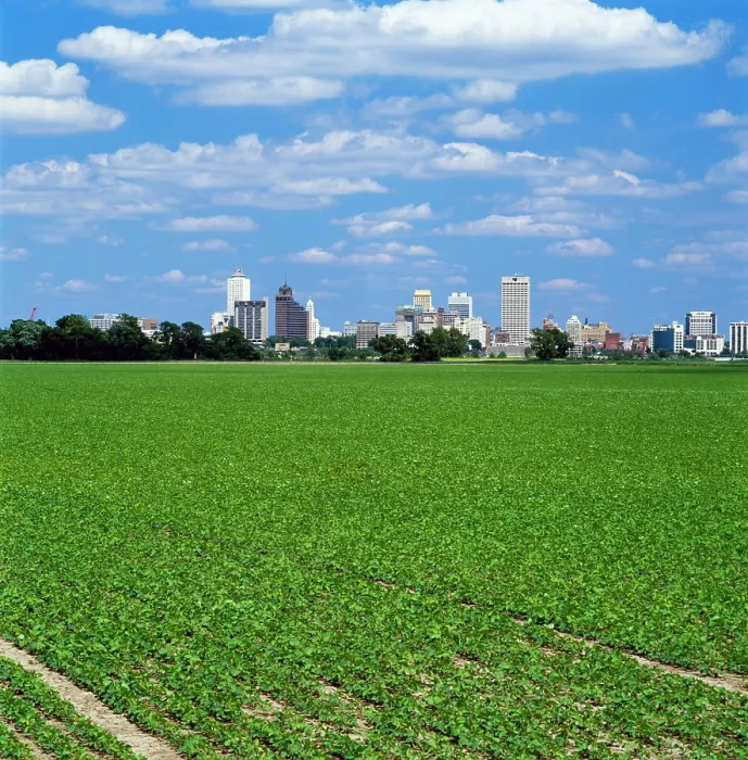 Framed Print : Agriculture - A mid growth soybean field in Arkansas with the skyline of Memphis