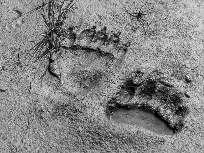 Framed Print : Alaska Alaska Peninsula Bear Tracks Bear Tracks In Mud Framed Print : Alaska Alaska Peninsula Bear Tracks Bear Tracks In Mud