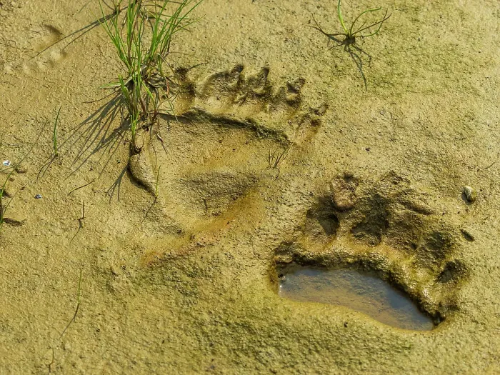 Framed Print : Alaska Alaska Peninsula Bear Tracks Bear Tracks In Mud Framed Print : Alaska Alaska Peninsula Bear Tracks Bear Tracks In Mud