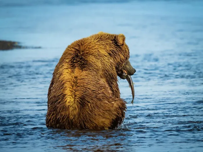 Framed Print : Alaska Alaska Peninsula Coastal Brown Bear Coastal Brown Bears (Ursus Arctos Horribilis) Framed Print : Alaska Alaska Peninsula Coastal Brown Bear Coastal Brown Bears (Ursus Arctos Horribilis)