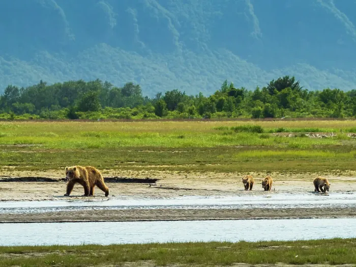 Framed Print : Alaska Alaska Peninsula Coastal Brown Bears Coastal Brown Bears (Ursus Arctos Horribilis) Framed Print : Alaska Alaska Peninsula Coastal Brown Bears Coastal Brown Bears (Ursus Arctos Horribilis)