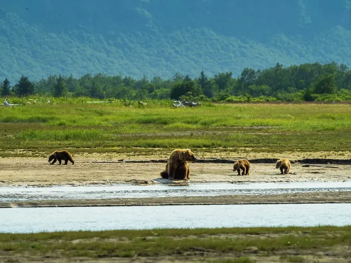 Framed Print : Alaska Alaska Peninsula Coastal Brown Bears Coastal Brown Bears (Ursus Arctos Horribilis) Framed Print : Alaska Alaska Peninsula Coastal Brown Bears Coastal Brown Bears (Ursus Arctos Horribilis)