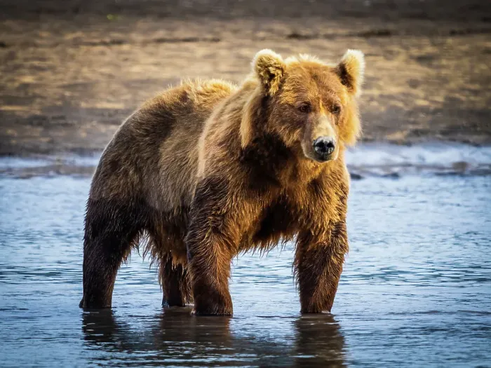 Framed Print : Alaska Alaska Peninsula Coastal Brown Bears Coastal Brown Bears (Ursus Arctos Horribilis) Framed Print : Alaska Alaska Peninsula Coastal Brown Bears Coastal Brown Bears (Ursus Arctos Horribilis)