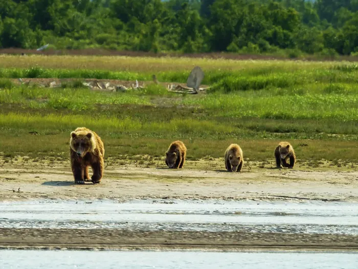 Framed Print : Alaska Alaska Peninsula Coastal Brown Bears (Ursus Arctos Horribilis)