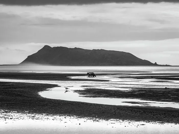Framed Print : Alaska Black & White Chasing Salmon Coastal Brown Bears (Ursus Arctos Horribilis) Framed Print : Alaska Black & White Chasing Salmon Coastal Brown Bears (Ursus Arctos Horribilis)