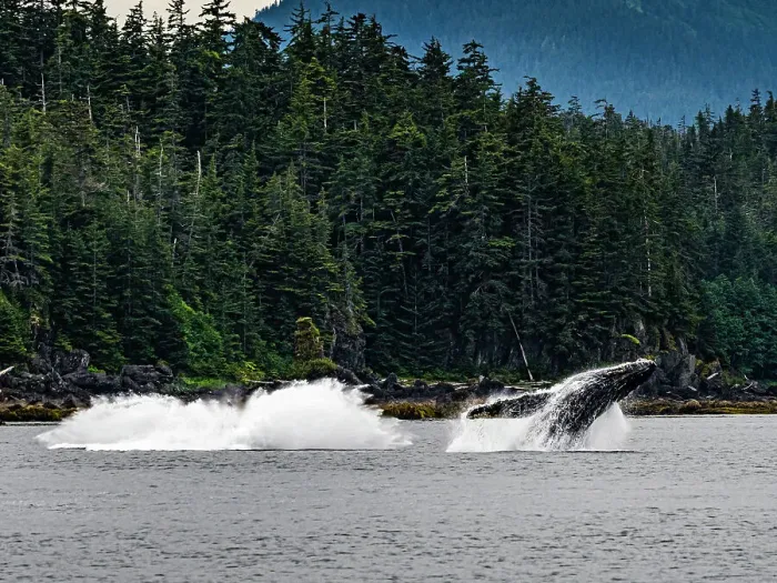 Framed Print : Alaska Breaching Fingers Humpback Whale (Megaptera Novaeangliae) Framed Print : Alaska Breaching Fingers Humpback Whale (Megaptera Novaeangliae)