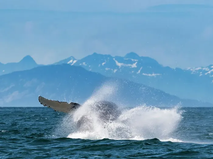 Framed Print : Alaska Breaching Whale Humpback Whale (Megaptera Novaeangliae) Framed Print : Alaska Breaching Whale Humpback Whale (Megaptera Novaeangliae)