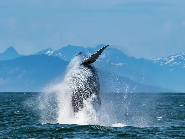 Framed Print : Alaska Breaching Whale Humpback Whale (Megaptera Novaeangliae) Framed Print : Alaska Breaching Whale Humpback Whale (Megaptera Novaeangliae)