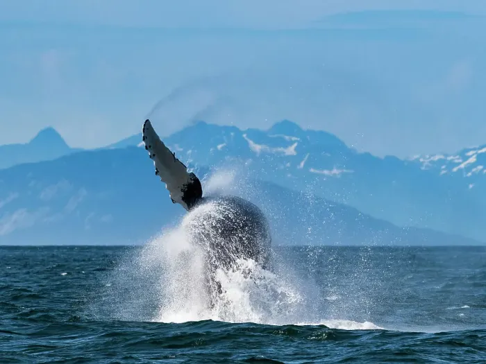 Framed Print : Alaska Breaching Whale Humpback Whale (Megaptera Novaeangliae)