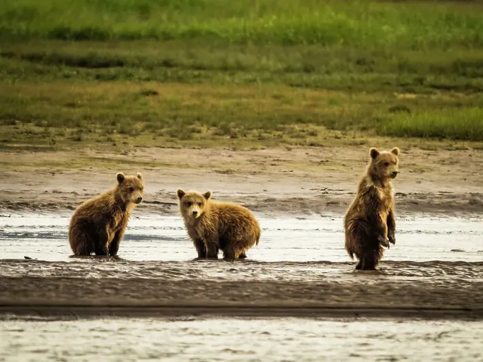 Framed Print : Alaska Chasing Salmon Coastal Brown Bears Face Off! Mother Brown Bea Framed Print : Alaska Chasing Salmon Coastal Brown Bears Face Off! Mother Brown Bea
