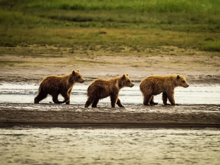 Framed Print : Alaska Chasing Salmon Coastal Brown Bears Face Off! Mother Brown Bea Framed Print : Alaska Chasing Salmon Coastal Brown Bears Face Off! Mother Brown Bea
