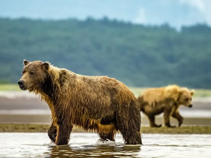 Framed Print : Alaska Chasing Salmon Coastal Brown Bears (Ursus Arctos Horribilis) Framed Print : Alaska Chasing Salmon Coastal Brown Bears (Ursus Arctos Horribilis)