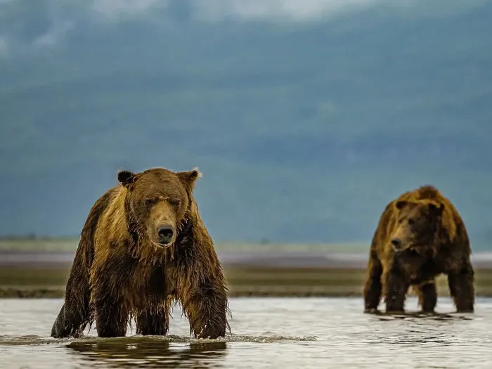 Framed Print : Alaska Chasing Salmon Coastal Brown Bears (Ursus Arctos Horribilis) Framed Print : Alaska Chasing Salmon Coastal Brown Bears (Ursus Arctos Horribilis)