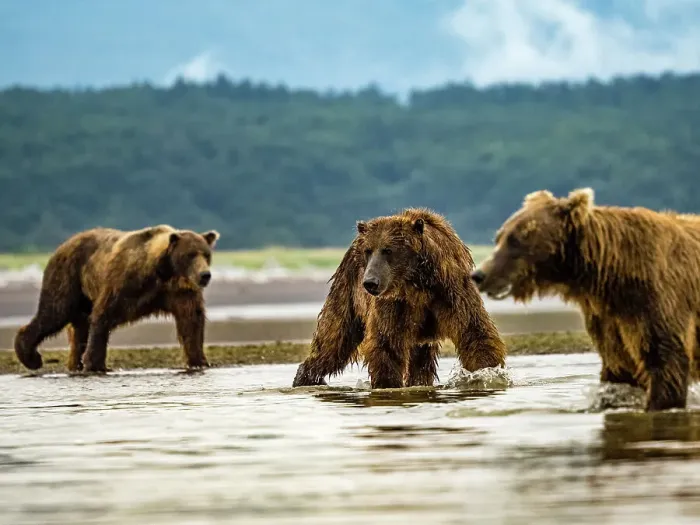 Framed Print : Alaska Chasing Salmon Coastal Brown Bears (Ursus Arctos Horribilis) Framed Print : Alaska Chasing Salmon Coastal Brown Bears (Ursus Arctos Horribilis)