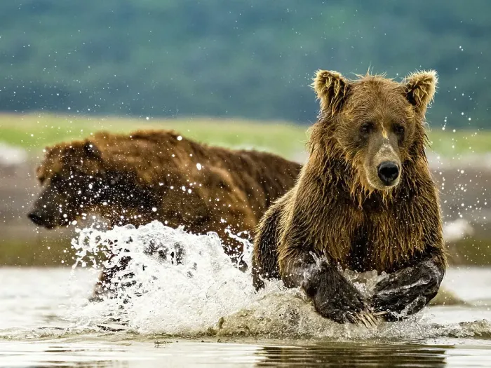 Framed Print : Alaska Chasing Salmon Coastal Brown Bears (Ursus Arctos Horribilis) Framed Print : Alaska Chasing Salmon Coastal Brown Bears (Ursus Arctos Horribilis)