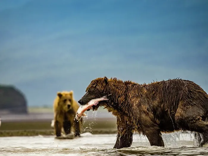 Framed Print : Alaska Chasing Salmon Coastal Brown Bears (Ursus Arctos Horribilis) Framed Print : Alaska Chasing Salmon Coastal Brown Bears (Ursus Arctos Horribilis)
