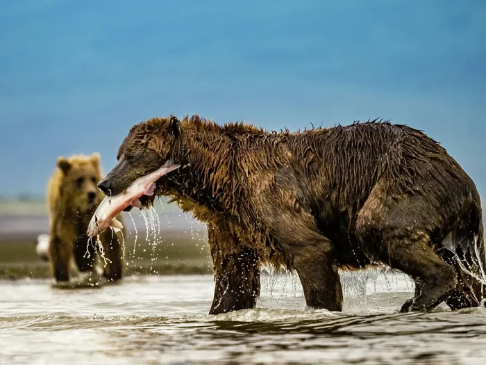 Framed Print : Alaska Chasing Salmon Coastal Brown Bears (Ursus Arctos Horribilis) Framed Print : Alaska Chasing Salmon Coastal Brown Bears (Ursus Arctos Horribilis)