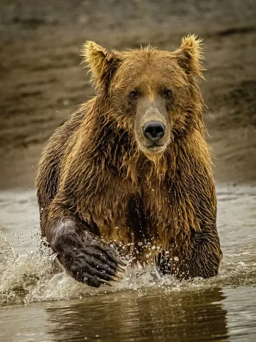 Framed Print : Alaska Chasing Salmon Coastal Brown Bears (Ursus Arctos Horribilis) Framed Print : Alaska Chasing Salmon Coastal Brown Bears (Ursus Arctos Horribilis)