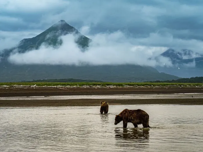 Framed Print : Alaska Chasing Salmon Coastal Brown Bears (Ursus Arctos Horribilis) Framed Print : Alaska Chasing Salmon Coastal Brown Bears (Ursus Arctos Horribilis)