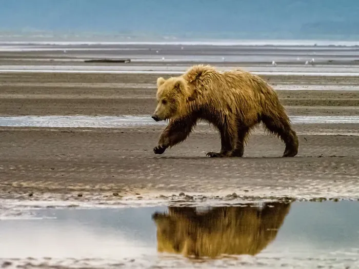 Framed Print : Alaska Chasing Salmon Coastal Brown Bears (Ursus Arctos Horribilis)