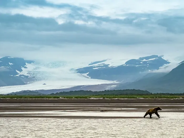 Framed Print : Alaska Chasing Salmon Coastal Brown Bears (Ursus Arctos Horribilis) Framed Print : Alaska Chasing Salmon Coastal Brown Bears (Ursus Arctos Horribilis)