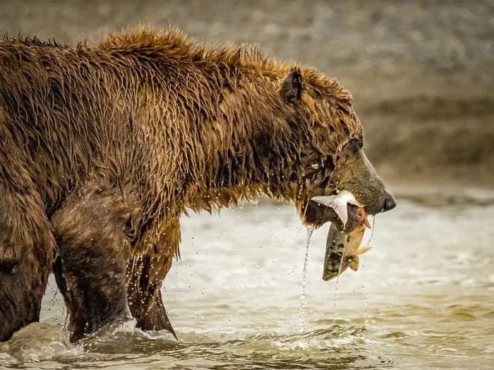 Framed Print : Alaska Chasing Salmon Coastal Brown Bears (Ursus Arctos Horribilis) Framed Print : Alaska Chasing Salmon Coastal Brown Bears (Ursus Arctos Horribilis)
