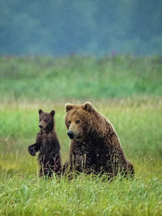 Framed Print : Alaska COY Chasing Salmon Coastal Brown Bears (Ursus Arctos Horribilis) Framed Print : Alaska COY Chasing Salmon Coastal Brown Bears (Ursus Arctos Horribilis)
