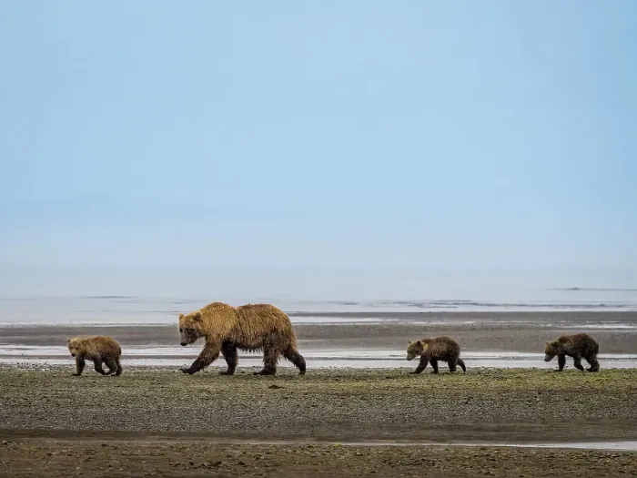 Framed Print : Alaska COY Chasing Salmon Coastal Brown Bears (Ursus Arctos Horribilis) Framed Print : Alaska COY Chasing Salmon Coastal Brown Bears (Ursus Arctos Horribilis)