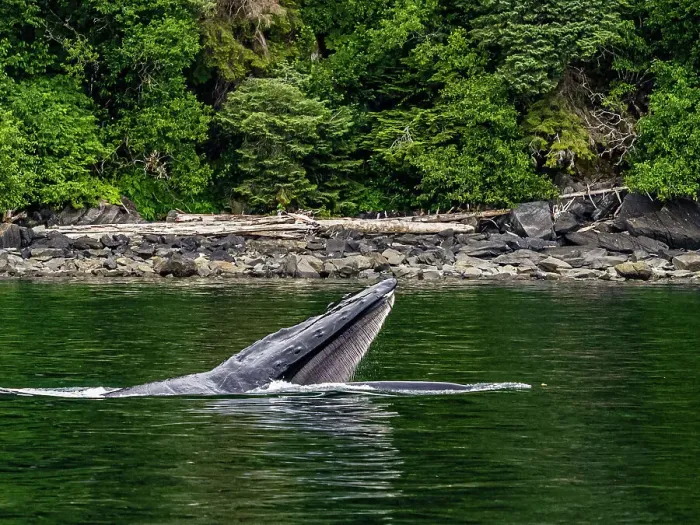 Framed Print : Alaska Fingers Humpback Whale (Megaptera Novaeangliae) Framed Print : Alaska Fingers Humpback Whale (Megaptera Novaeangliae)