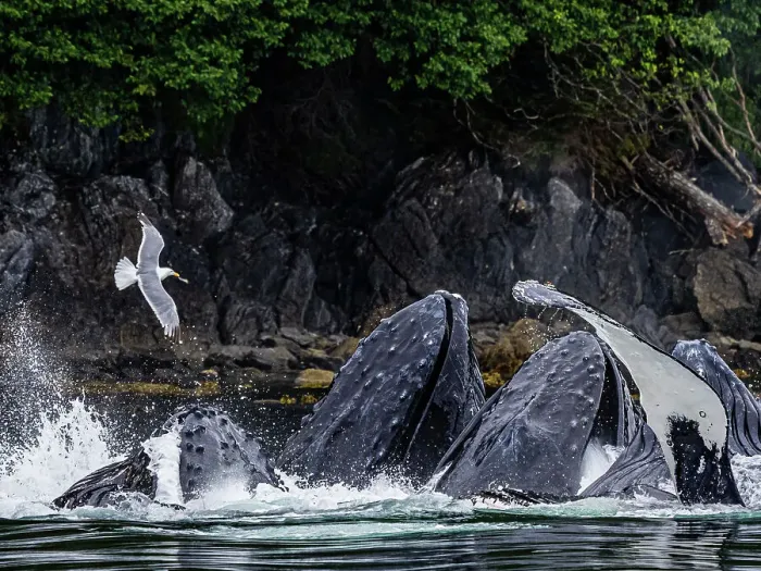 Framed Print : Alaska Fingers Humpback Whale (Megaptera Novaeangliae)
