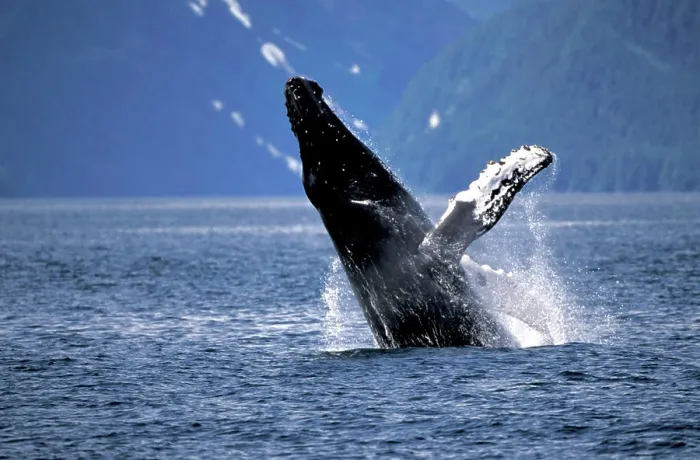 Framed Print : Alaska, Inside Passage Humpback whale (Megaptera novaengliae) breaching behavior Framed Print : Alaska, Inside Passage Humpback whale (Megaptera novaengliae) breaching behavior