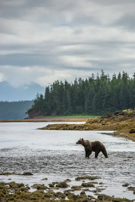 Framed Print : Alaska Inside Passage National Geographic Sea Lion Framed Print : Alaska Inside Passage National Geographic Sea Lion