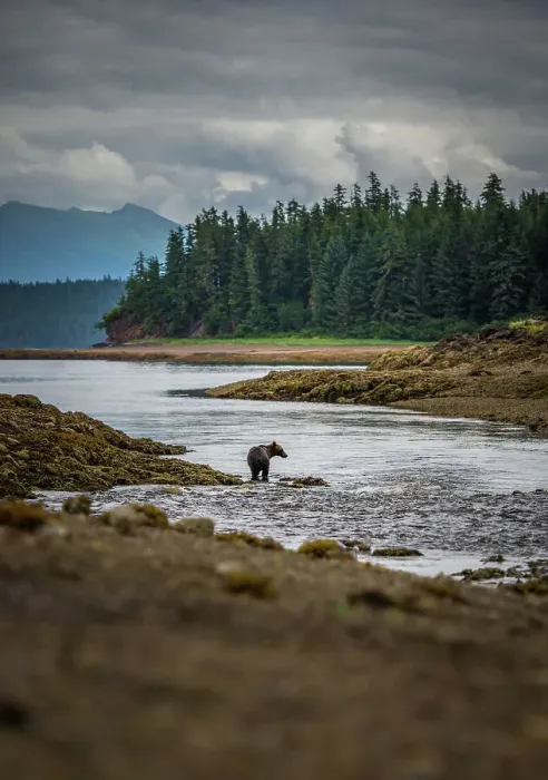 Framed Print : Alaska Inside Passage National Geographic Sea Lion