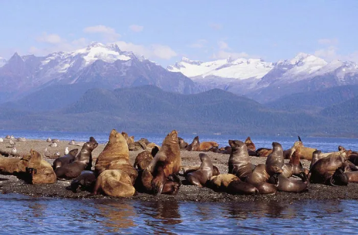 Framed Print : Alaska, Lynn Canal, Coast Range, Sea lions resting on haulout Framed Print : Alaska, Lynn Canal, Coast Range, Sea lions resting on haulout