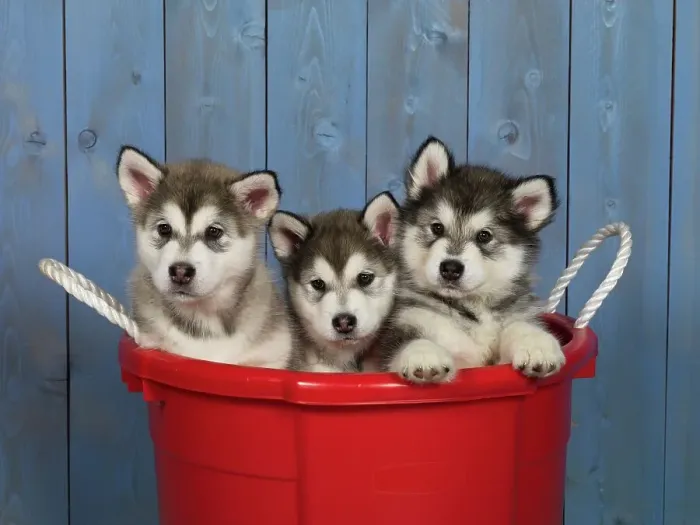Framed Print : Alaskan Malamutes, AKC, 7-week-old puppies photographed at Randi's Studio and owned by Gidget Hagar of Fairbanks Framed Print : Alaskan Malamutes, AKC, 7-week-old puppies photographed at Randi's Studio and owned by Gidget Hagar of Fairbanks