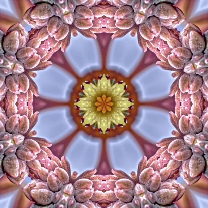 Framed Print : An alien looking flower created by applying fractal mirroring to a photo of an Echeveria Rosea flower