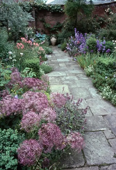 Framed Print : Allium Christophii in summer flowering border beside stone paved path to pithoi pot in walled garden Framed Print : Allium Christophii in summer flowering border beside stone paved path to pithoi pot in walled garden